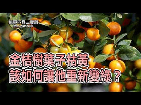 招財樹擺放位置|【招財位置】2024年招財位置指南：掌握風水擺設招。